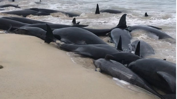 dauphins -australie