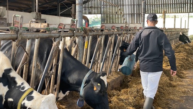 Éleveurs réunionnais divisés sur l’importation de vaches laitière depuis la France métropolitaine