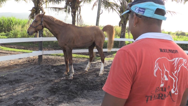 Étalon - Cheval - Reproduction - La Réunion