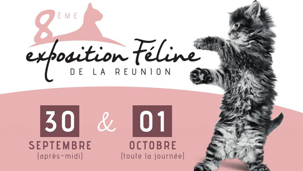 Exposition féline - Chat - 8e édition - Saint-Denis - La Réunion