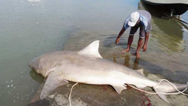Attaque de requin à La Réunion: la victime toujours entre la vie