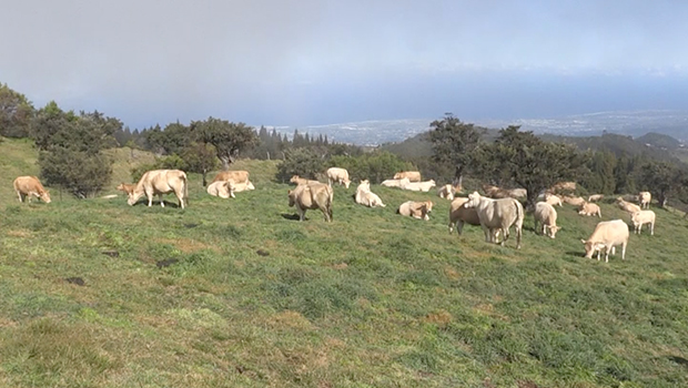 Leucose bovine - Filière viande - Filière lait - boeuf - vache - élevage