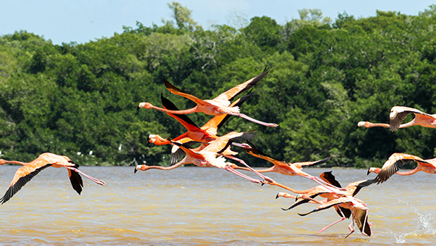 Flamants roses - Illustration