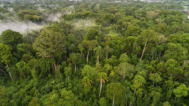 forêt amazonienne 