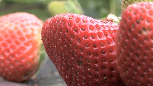 La Réunion : moins de fraises cette année 