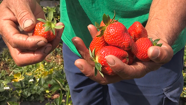 Fraise - Saison des fraises - Fruits de saison - La Réunion