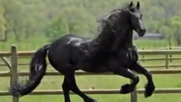 Voici le plus beau cheval du monde LINFO.re Magazine Insolite