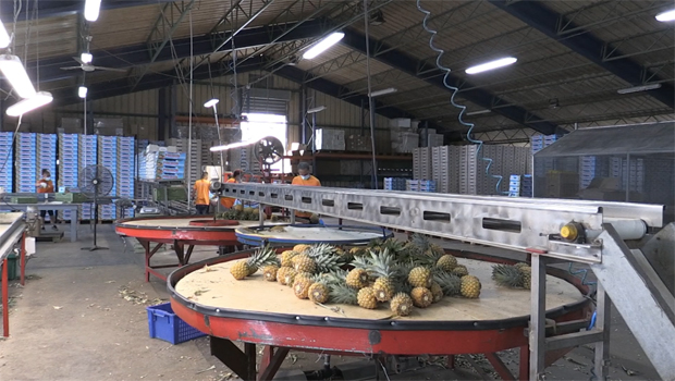 Export - fruits - ananas - voyage - agriculture - planteurs