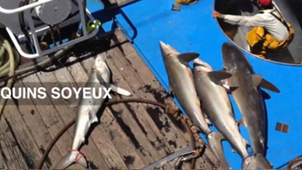 Pêche au thon : la vidéo choc de Greenpeace 