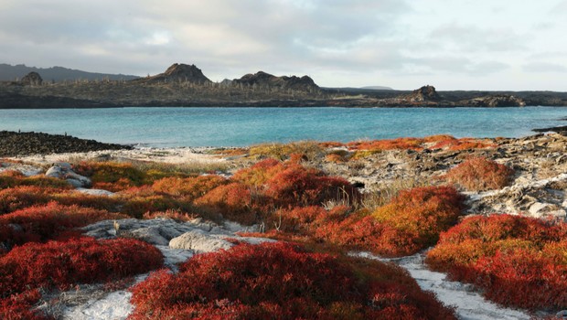 Galapagos 