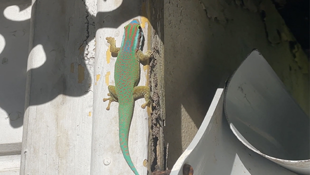 Espèce endémique : le gecko vert de Manapany pourrait totalement disparaître si rien n’est fait 