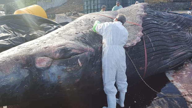 Baleine juvénile morte - autopsie - cétacé - La Réunion - association Globice