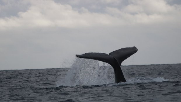 Globice : Plusieurs Groupes De Baleines Observés Hier Dans L’Ouest ...