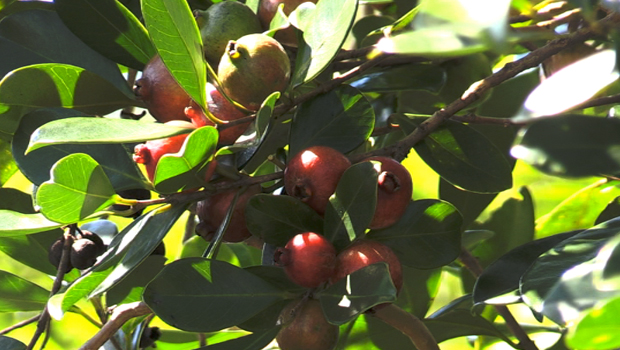 Goyavier - Fruit - Peste végétale - La Réunion