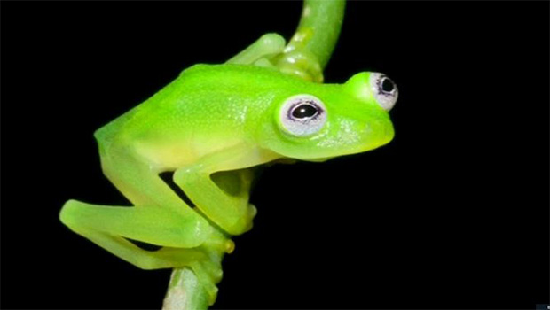 La grenouille de Lessona, une bizarrerie génétique bien présente en Alsace