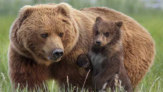 Etats Unis un randonneur attaqu et tu par un ou des ours dans