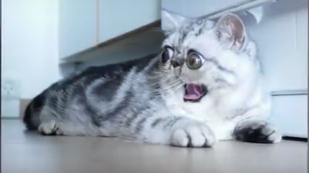 La Nouvelle Star Du Web Est Un Chat Aux Yeux Ronds Linfo Re Magazine Insolite