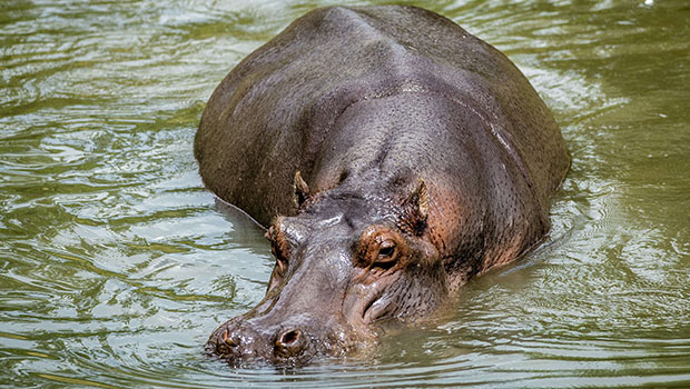  Hippopotame 