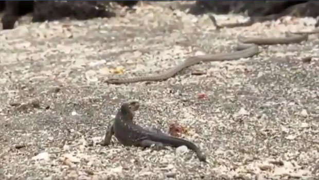 Quand un iguane tient tête à une nuée de serpents