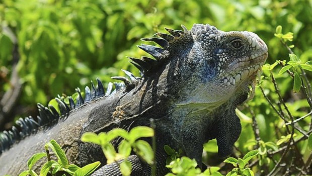 IGUANE