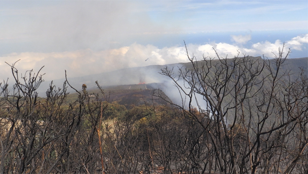 Incendie du Maïdo : l’impact sur la faune et la flore pourrait être considérable 