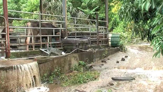 Inondation - Ravine des Cabris - La Réunion