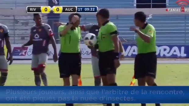 Championnat d’Équateur : les joueurs de foot perturbés par une attaque d’abeilles
