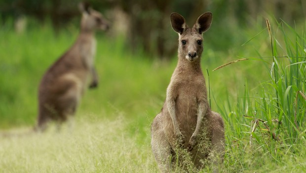 Kangourou - Australie