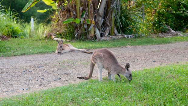 Kangourous 