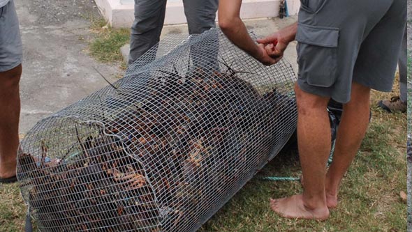 Braconnage - 80 kilos - langoustes - saisie - Étang-Salé 