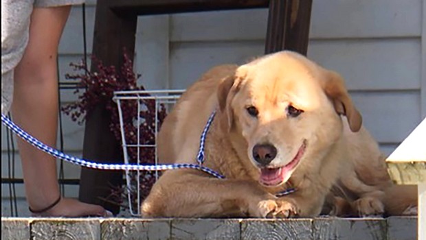 Labrador - Chienne - Insolite