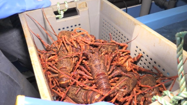 langoustes - SAPMER - Le Port