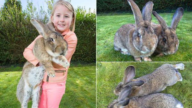 Angleterre Le Plus Gros Lapin Du Monde Bientot Detrone Par Son Fils Linfo Re Magazine Insolite