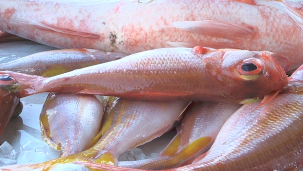 Nom scientifique - Poisson - La Réunion