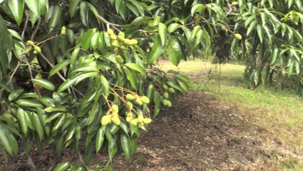 Letchis - La Réunion - Agriculture - Est