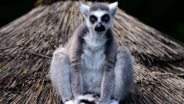 Madagascar - lémuriens
