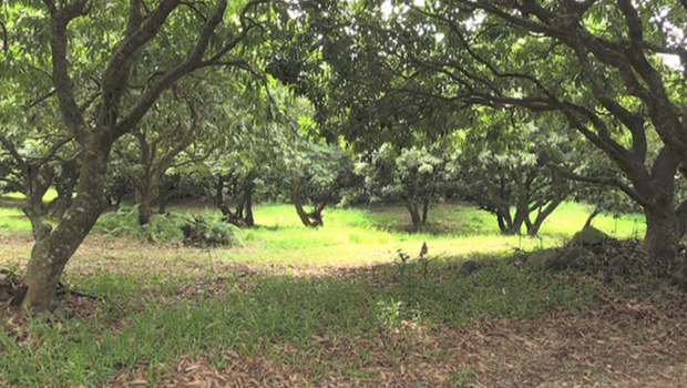 Letchi - La Réunion - Agriculture