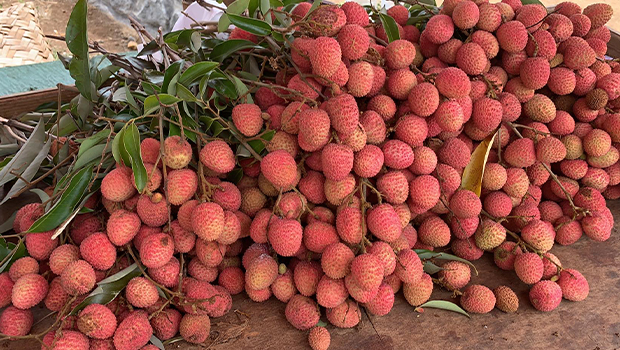 Des letchis à 8 euros le kilo à Sainte-Suzanne 