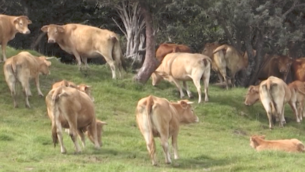 Leucose Bovine - La Réunion - Boeuf