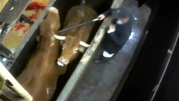 Abattoir de Limoges : nouvelle vidéo-choc d’abattage de vaches gestantes 