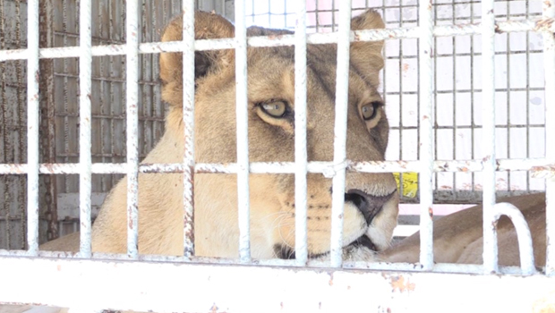 Lions - Cirque - Zavatta - Saint-Denis - Champ-Fleuri - La Réunion