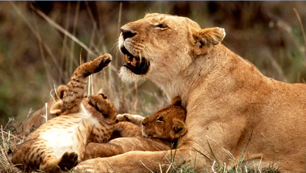 Lions - Kenya 