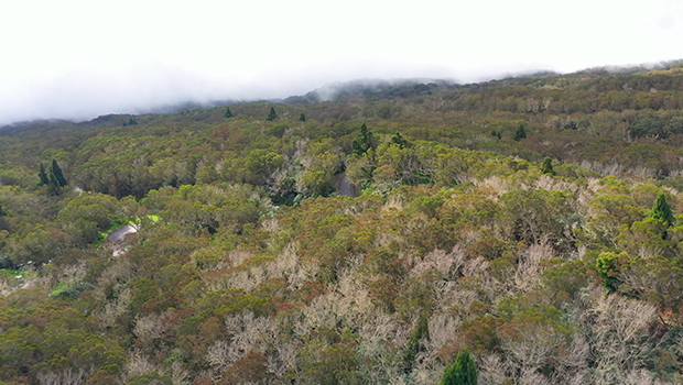 Les forêts de La Réunion - le Maïdo - Forêt du Maïdo