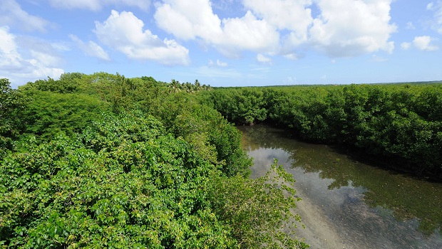 Mangrove - Guadeloupe 