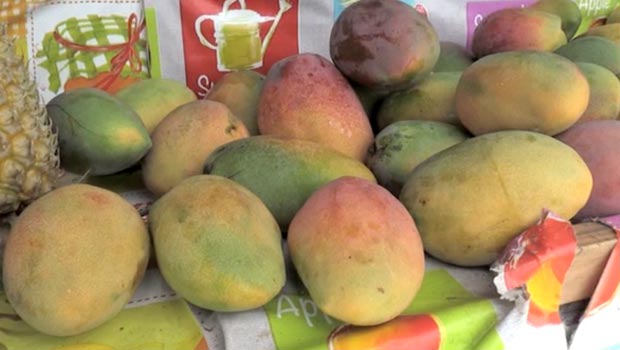 Des mangues en avance à La Réunion, à 15 euros le kilo - Réunion la 1ère