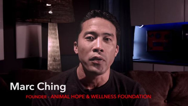 Marc Ching ou le sauveur de chien a sauvé plus de 1000 chiens en Chine