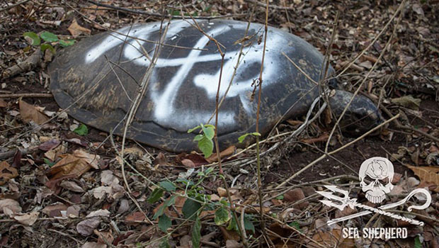 Mayotte - Braconnage tortues - Sea Shepherd