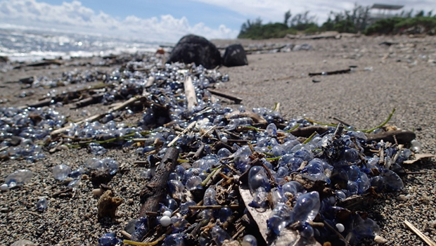 Physalies - Méduses - Plages de l’Ouest - Kélonia - La Réunion