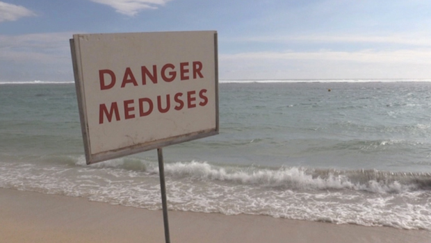 méduses - vigilance - La Réunion - plage - baignade - Saint Paul - SaintPaul