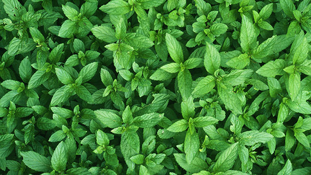 Menthe : 10 raisons pour en prendre